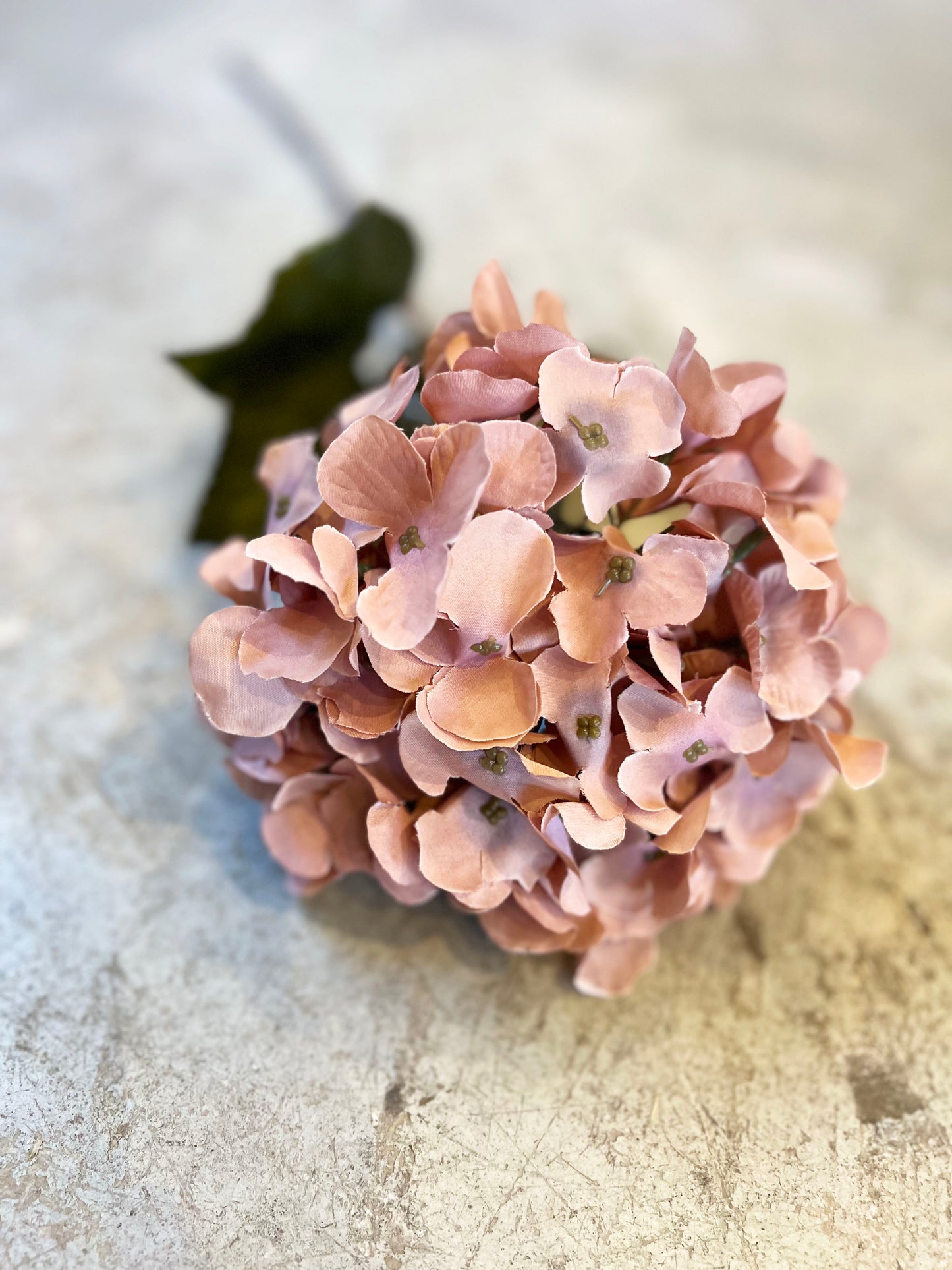 HORTENSIA PALO ROSA