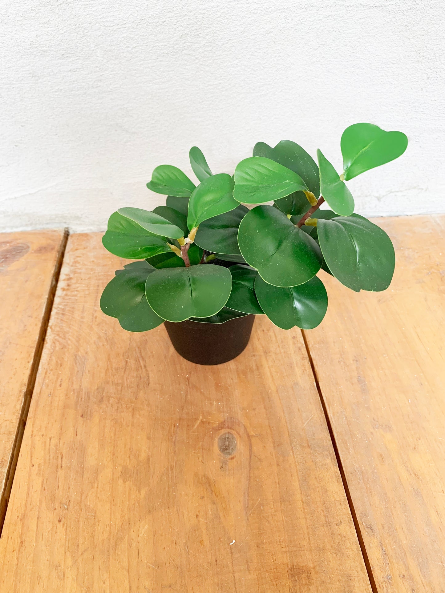 PEPEROMIA