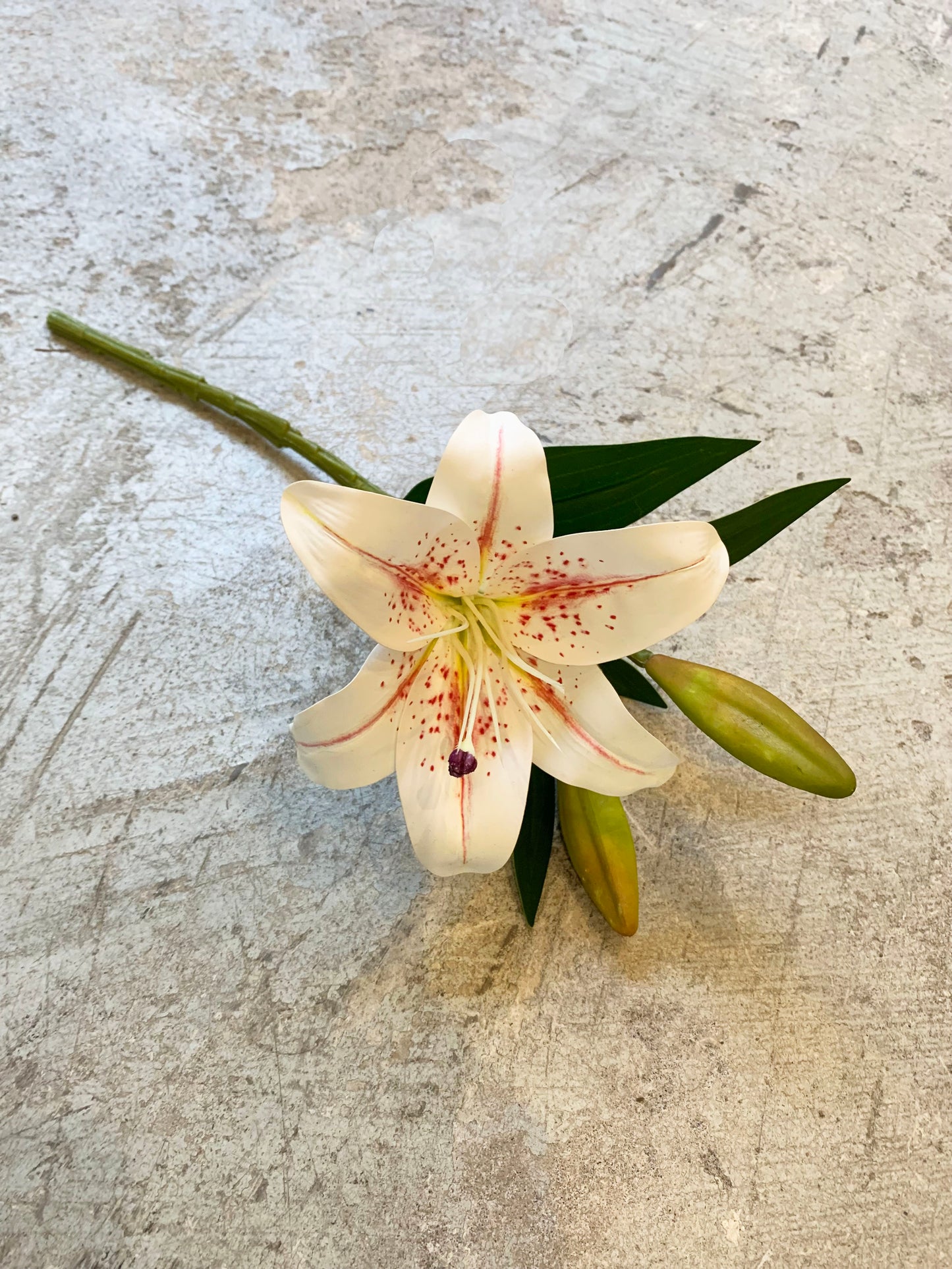 LILIUM JASPEADO CORTO