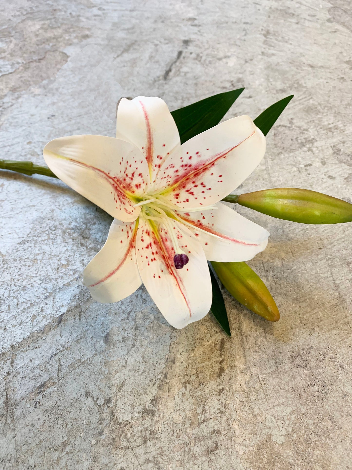 LILIUM JASPEADO CORTO